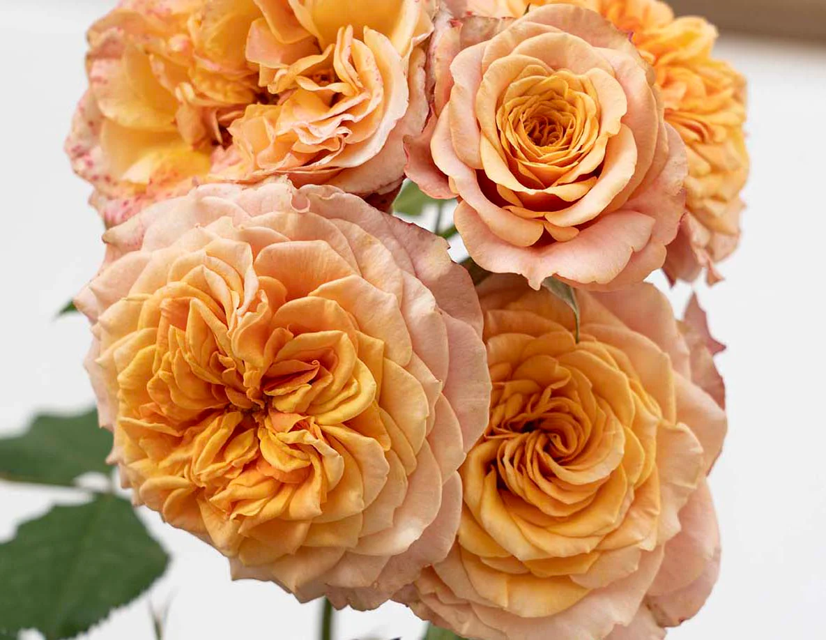 Sunbelt® Crazy Love™ - Kordes® Roses - Image 3