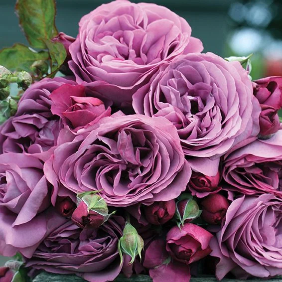 Sunbelt® Plum Perfect™ - Kordes® Roses - Image 4
