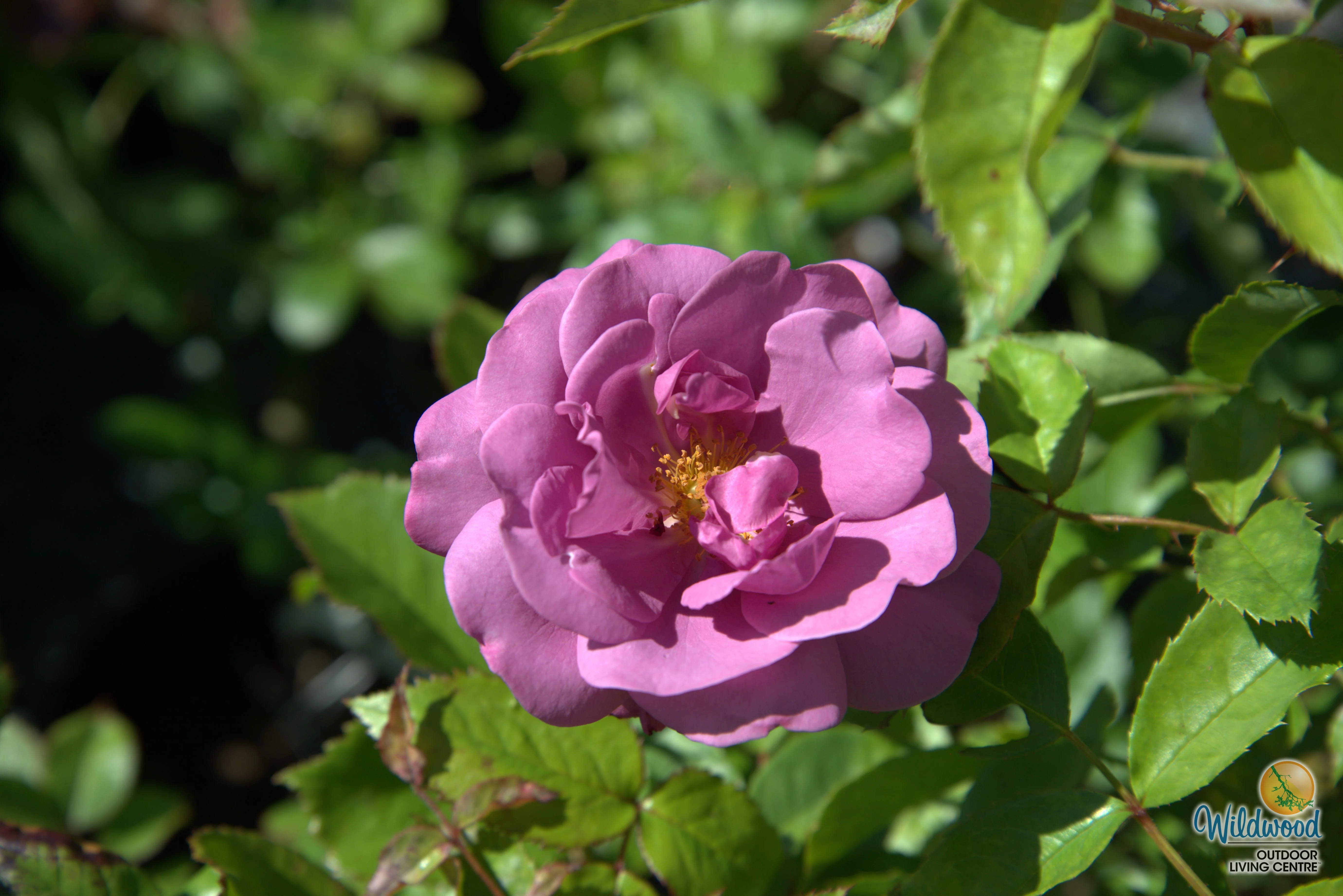 Sunbelt® Plum Perfect™ - Kordes® Roses - Image 7