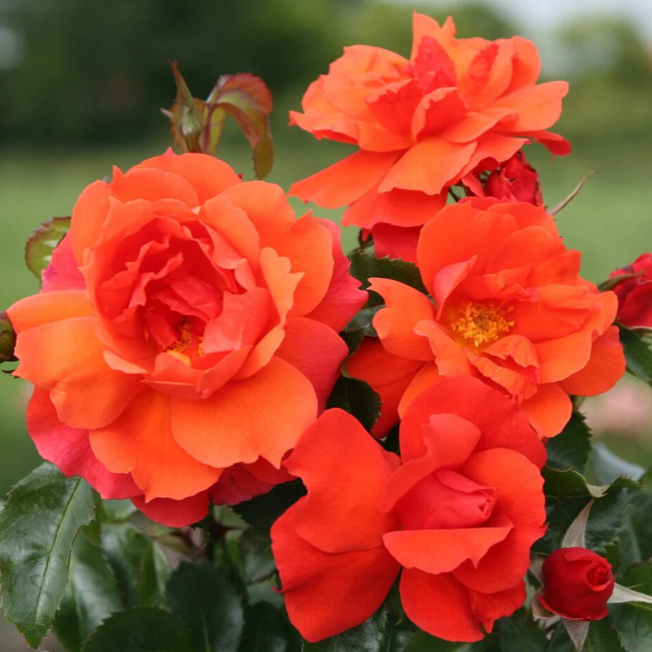 Sunbelt® Sierra Lady™ - Kordes® Roses