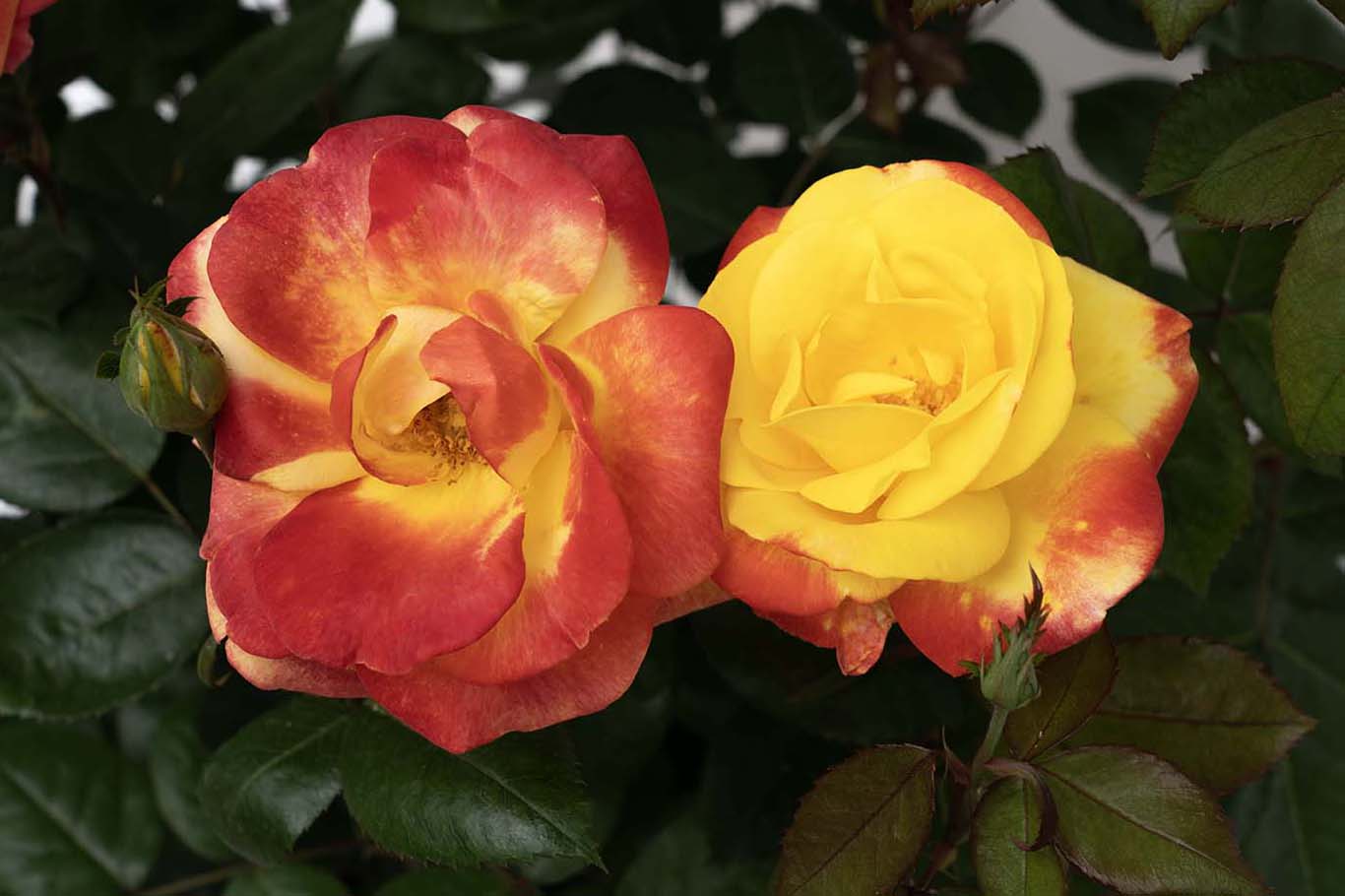 Sunbelt® Garden Flame™ - Kordes® Roses - Image 2