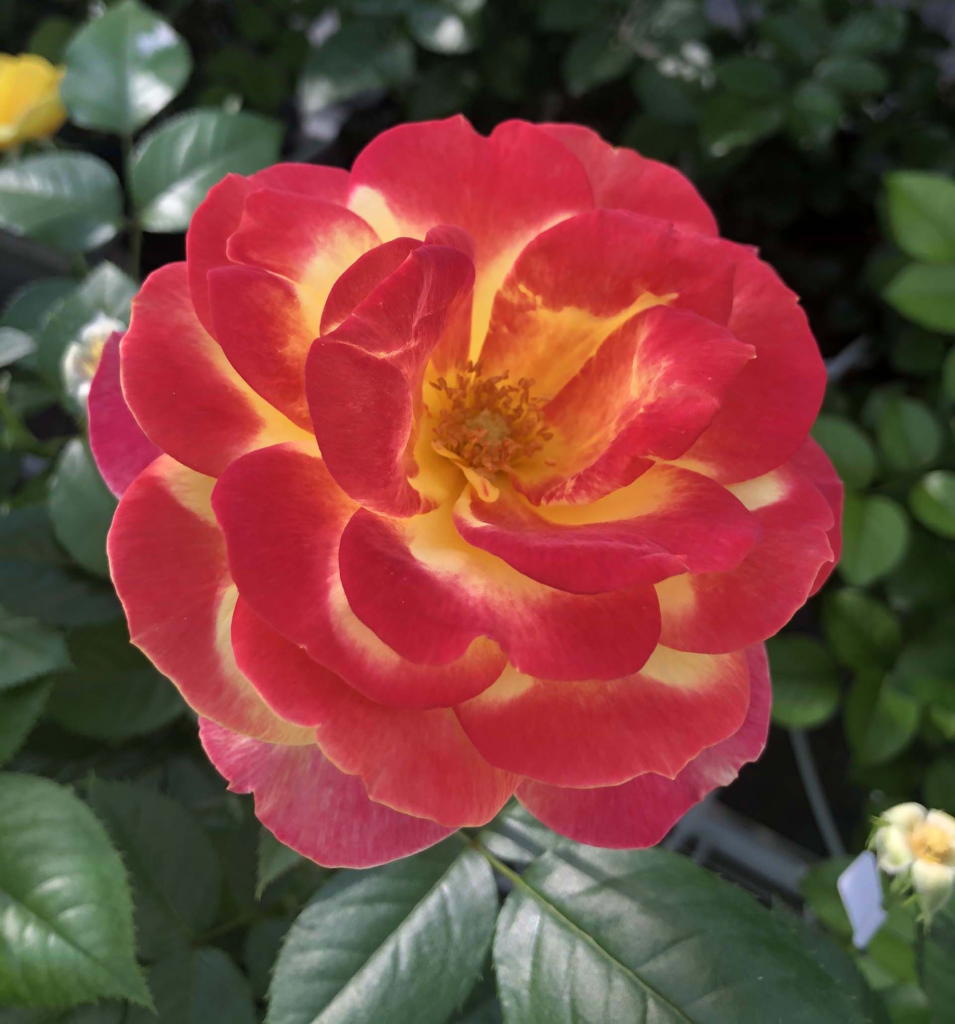 Sunbelt® Garden Flame™ - Kordes® Roses - Image 3