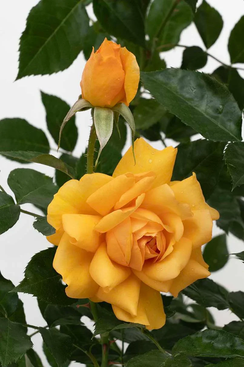 Sunbelt® South Africa® - Kordes® Roses - Image 2