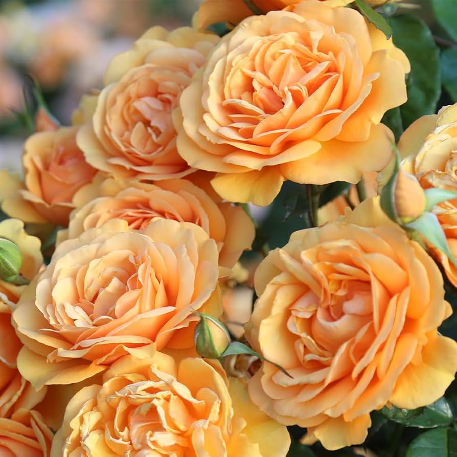 Sunbelt® South Africa® - Kordes® Roses - Image 3