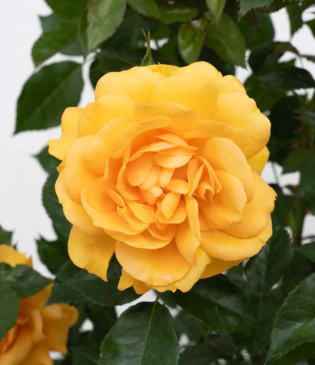 Sunbelt® South Africa® - Kordes® Roses - Image 4