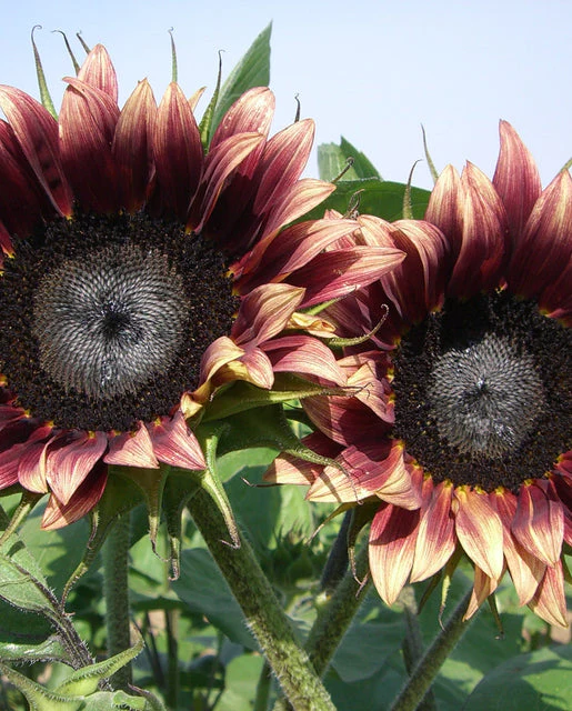 Sunflower Cherry Rose - West Coast Seeds - Image 2