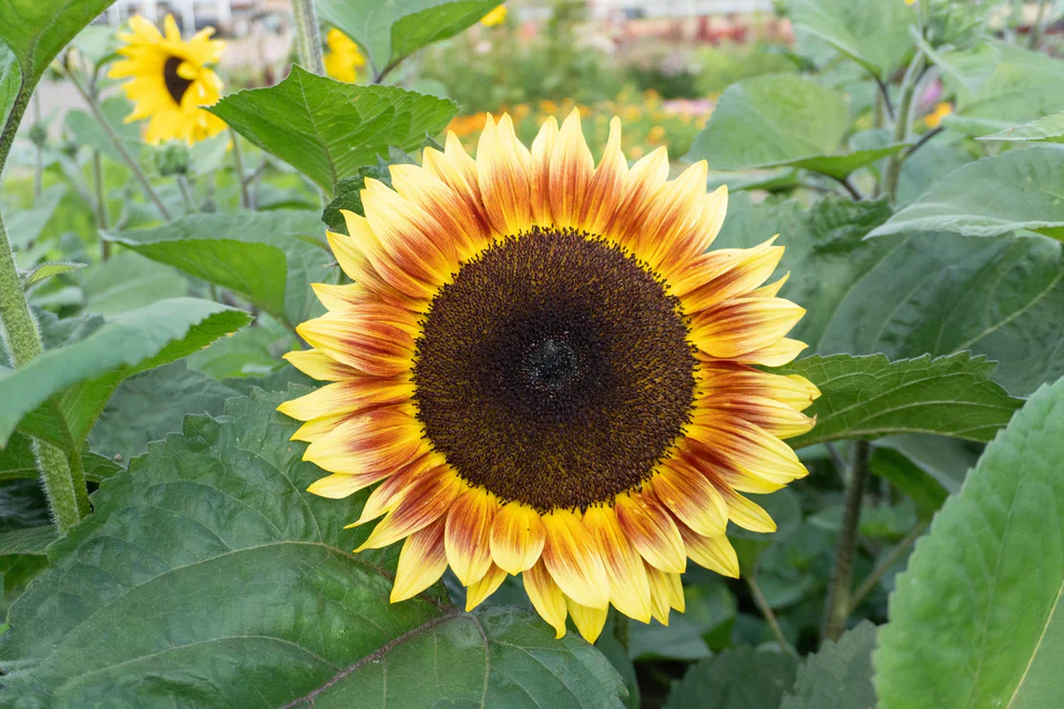 Sunflower Desert Sun - West Coast Seeds - Image 5
