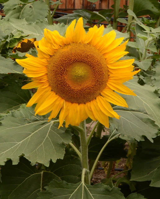 Sunflower Incredible - West Coast Seeds - Image 2