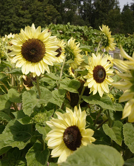 Sunflower Lemon Queen - West Coast Seeds - Image 2