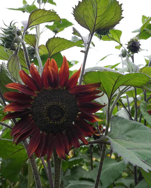 Sunflower Moulin Rouge - West Coast Seeds - Image 2