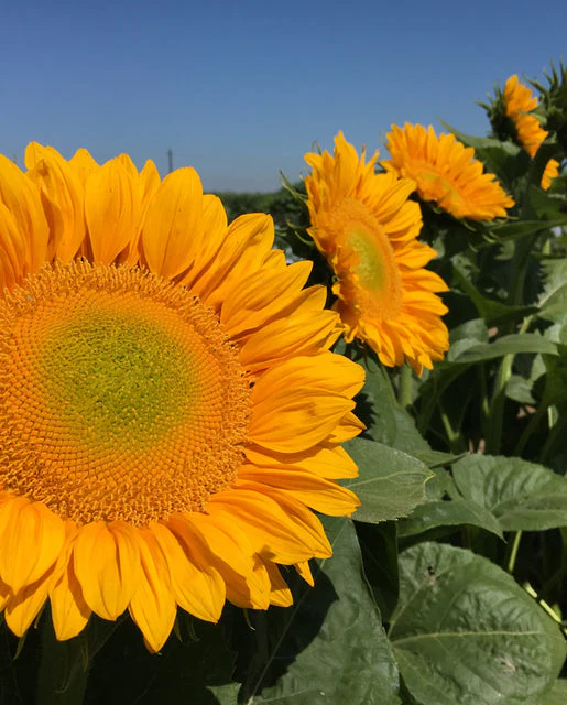 Sunflower ProCut Gold Lite DMR - West Coast Seeds - Image 2
