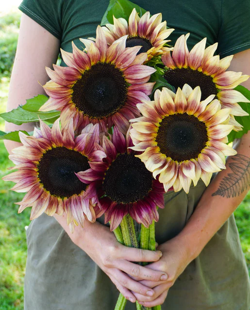 Sunflower ProCut Plum - West Coast Seeds - Image 3