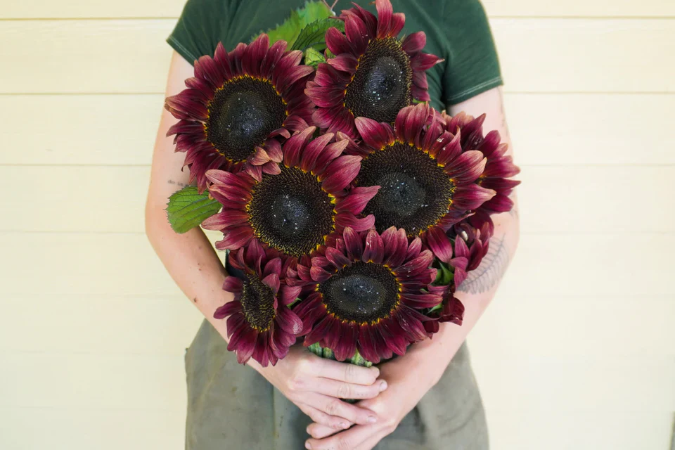 Sunflower Procut Red - West Coast Seeds - Image 2