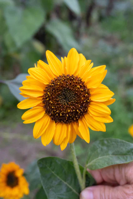 Sunflower Sonja - West Coast Seeds - Image 2