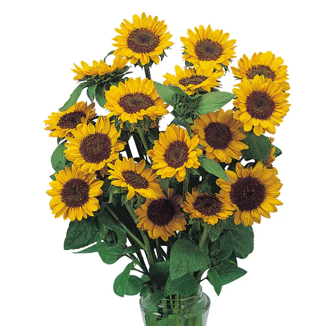 Sunflower Sonja - West Coast Seeds - Image 3