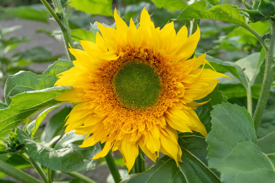 Sunflower Starburst Greenburst - West Coast Seeds - Image 3