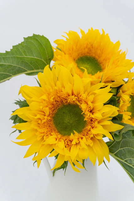 Sunflower Starburst Greenburst - West Coast Seeds - Image 4
