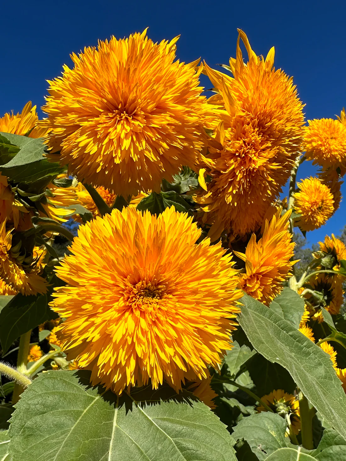 Sunflower Sun Bear - Renee's Garden Seeds - Image 3