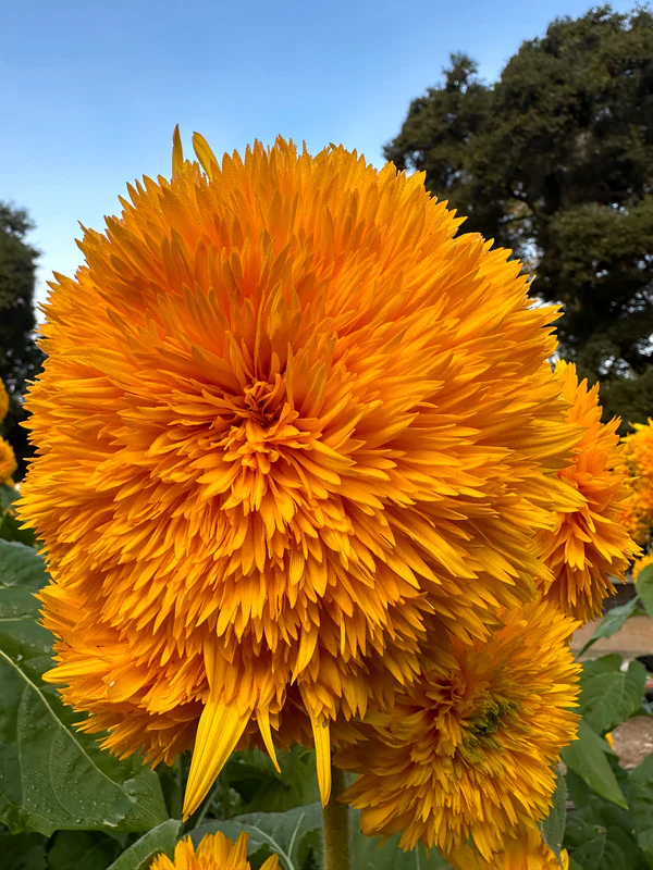 Sunflower Sun Bear - Renee's Garden Seeds - Image 5
