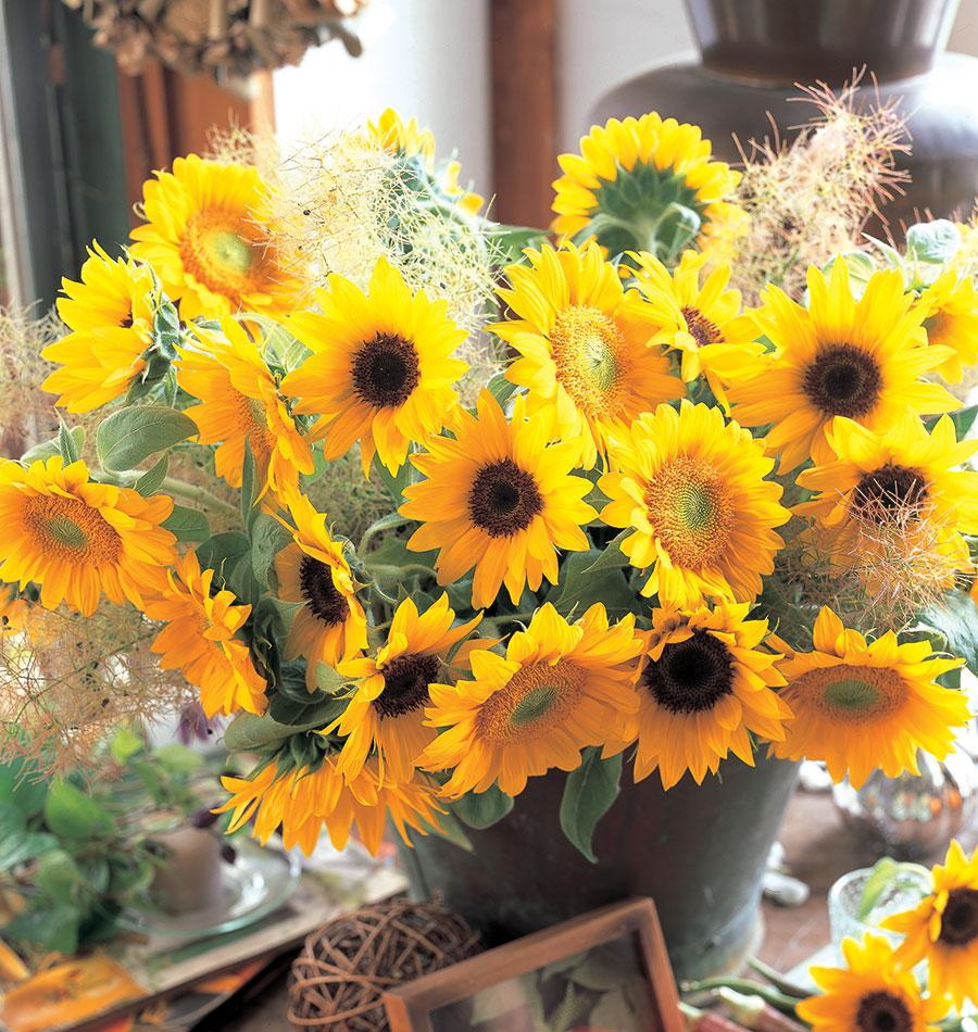 Sunflower Sunrich Blend - West Coast Seeds - Image 2