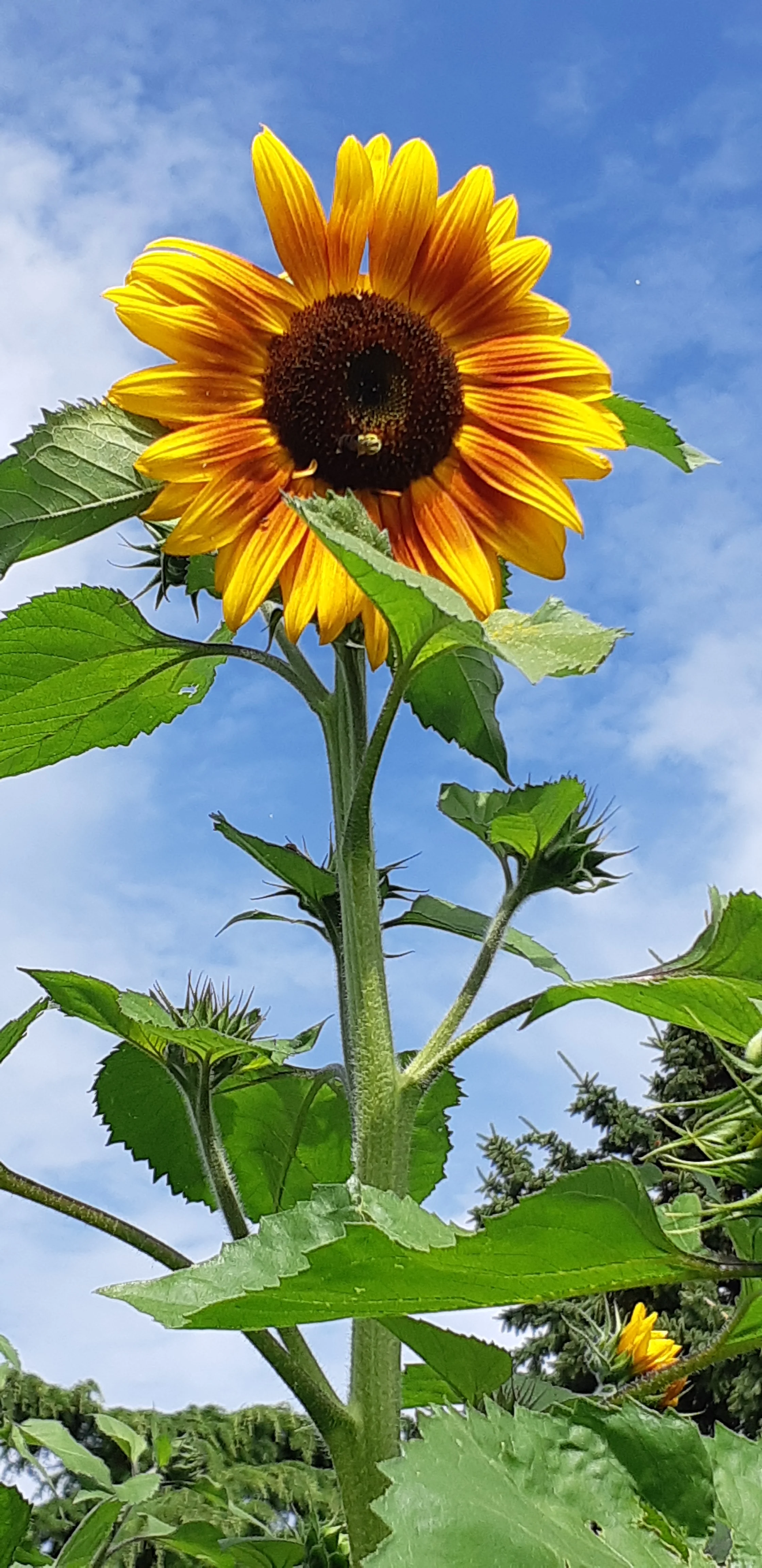 Sunflower Sunshine Mix - Saanich Organics - Image 2
