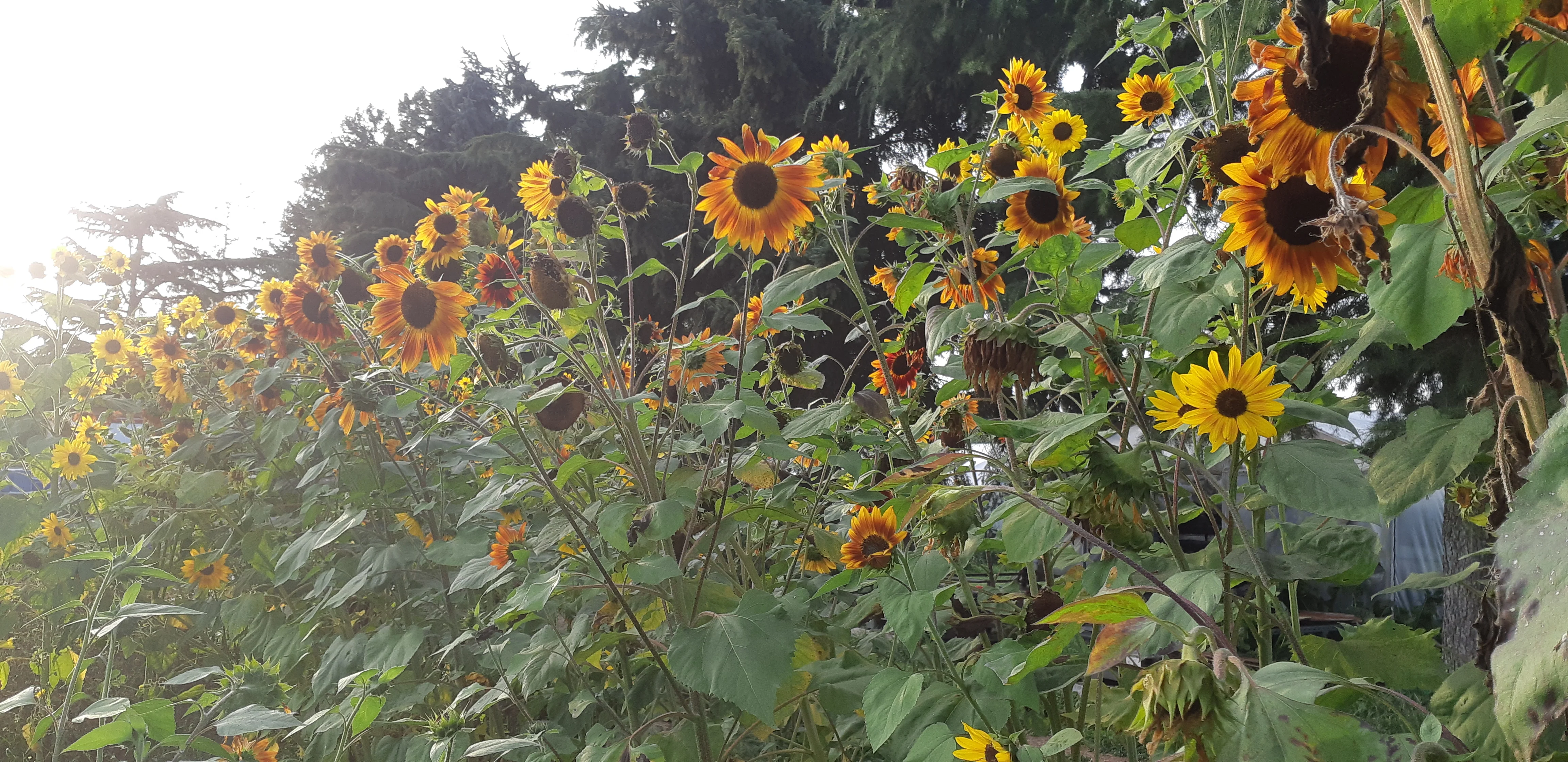 Sunflower Sunshine Mix - Saanich Organics - Image 3