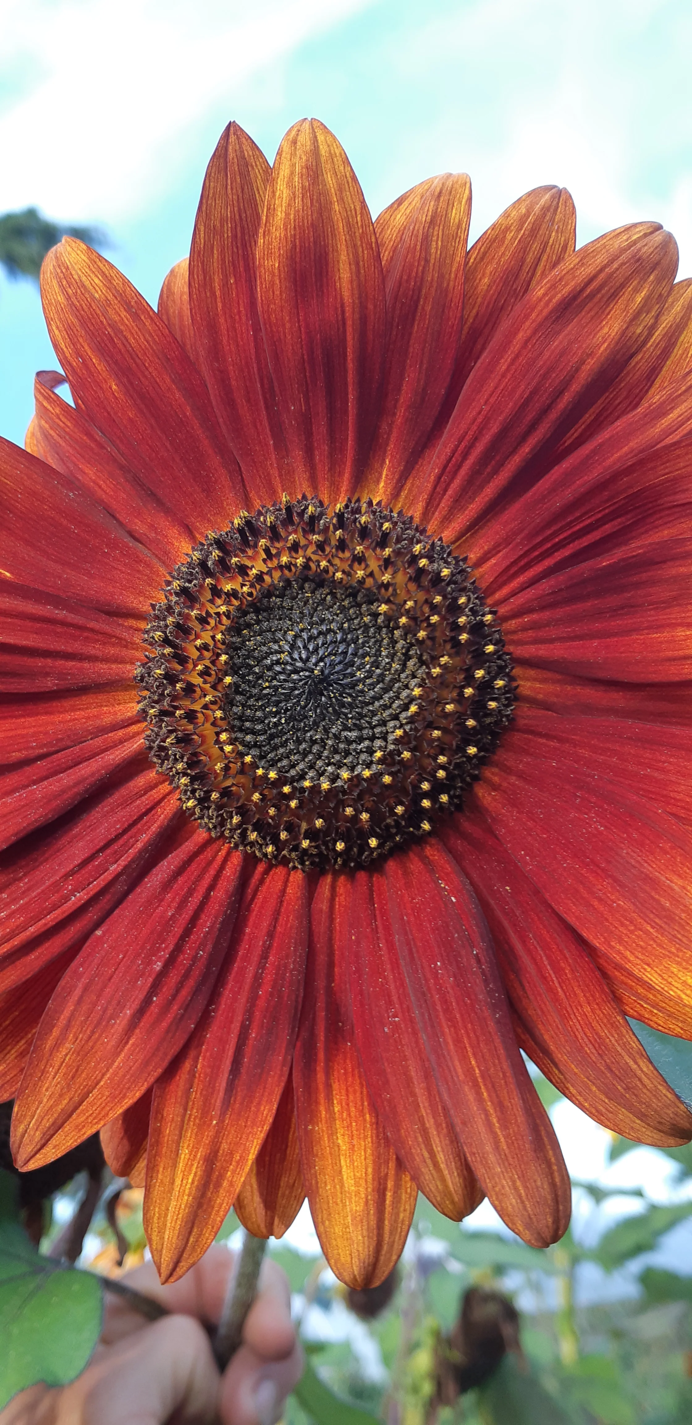 Sunflower Sunshine Mix - Saanich Organics - Image 4
