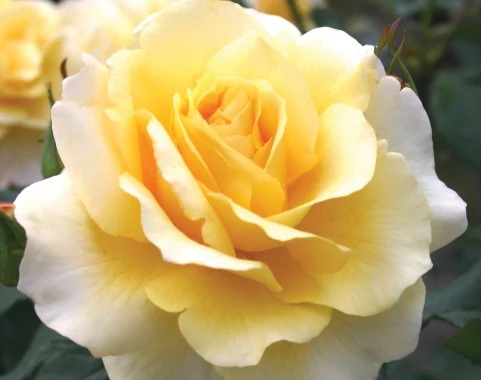 Eleganza® Sunny Sky™ - Kordes® Roses