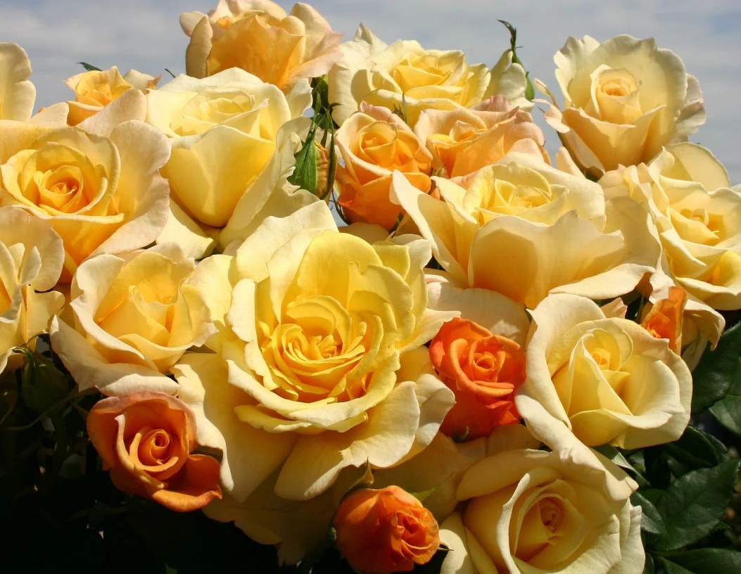 Eleganza® Sunny Sky™ - Kordes® Roses - Image 2