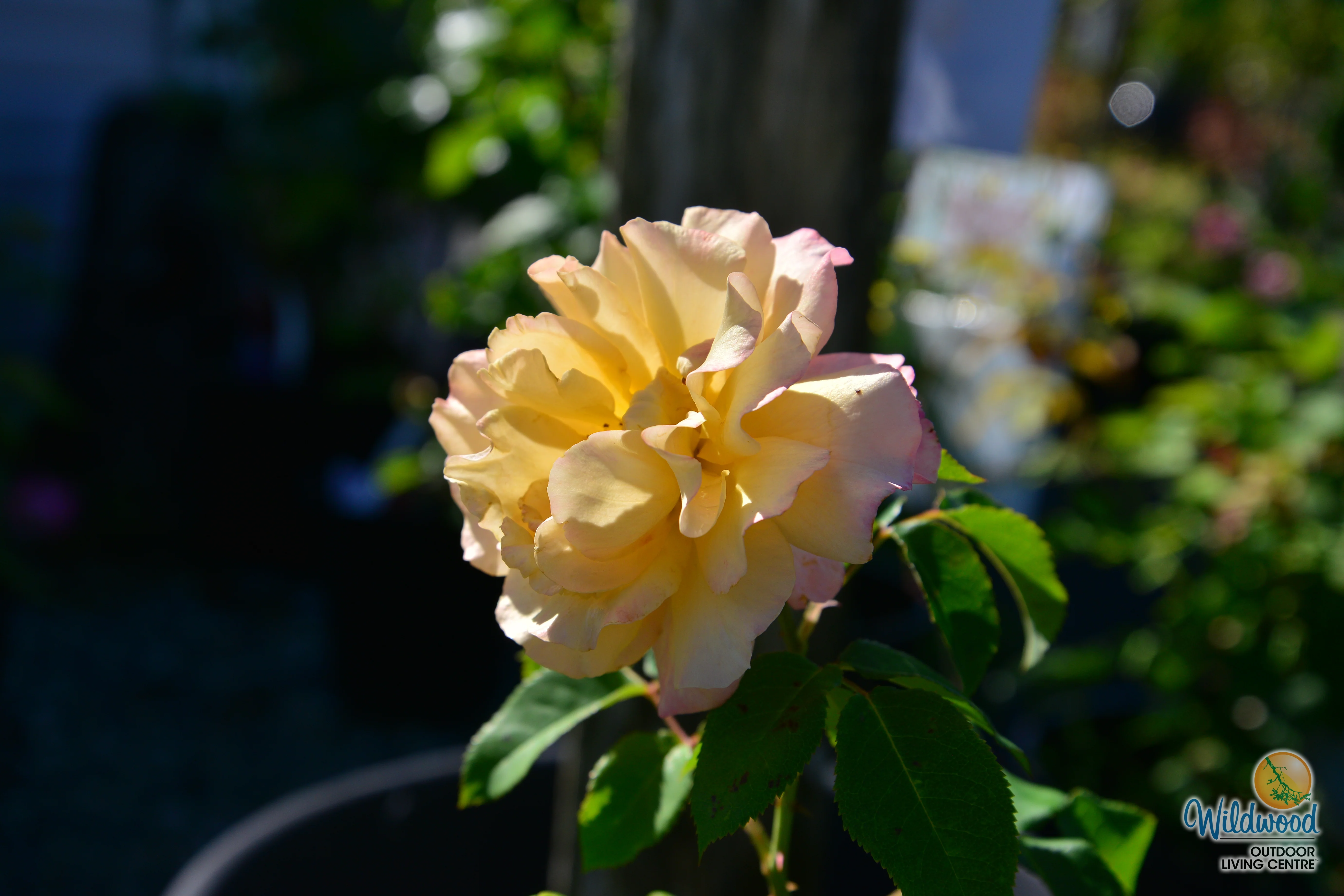 Eleganza® Sunny Sky™ - Kordes® Roses - Image 3