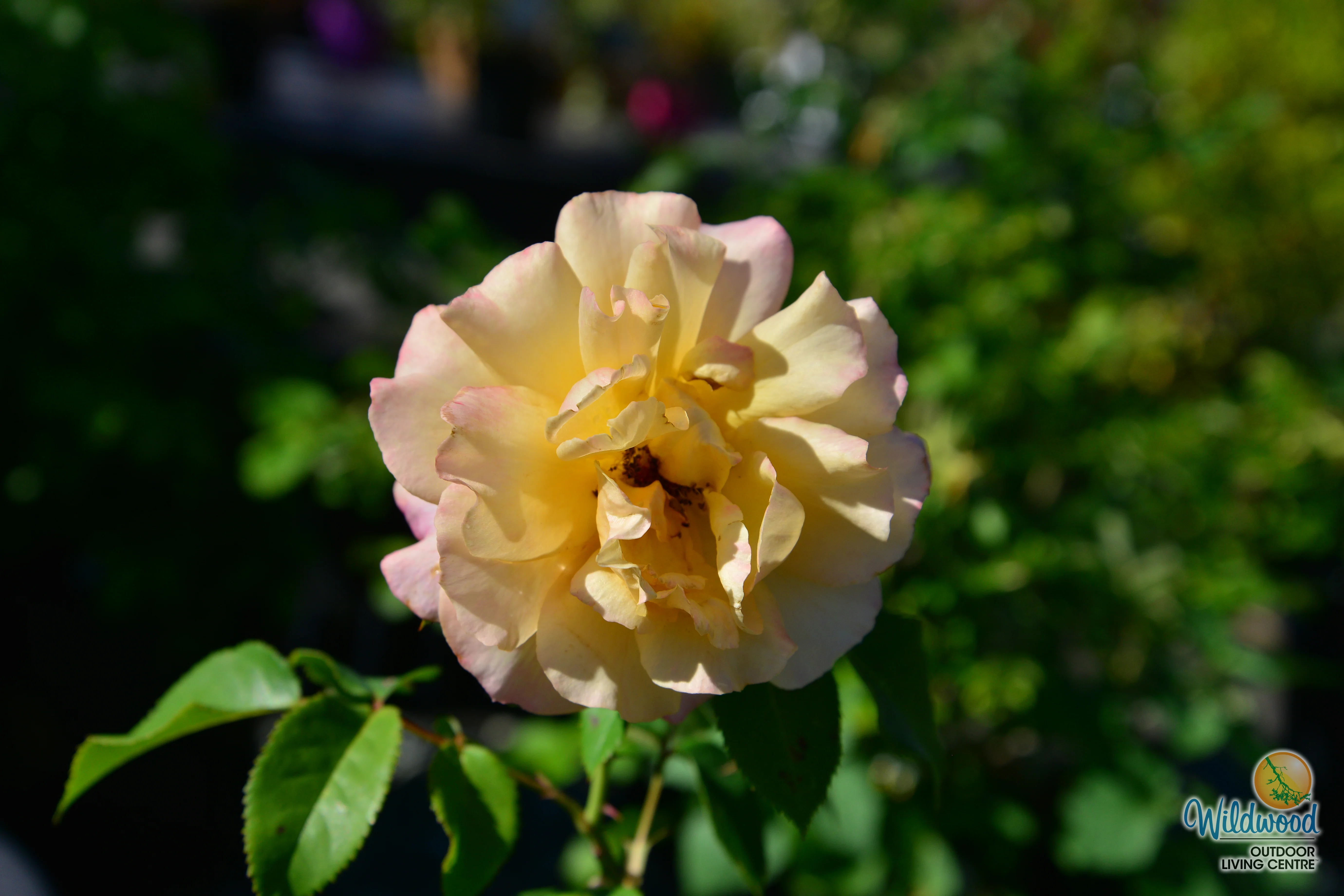 Eleganza® Sunny Sky™ - Kordes® Roses - Image 4