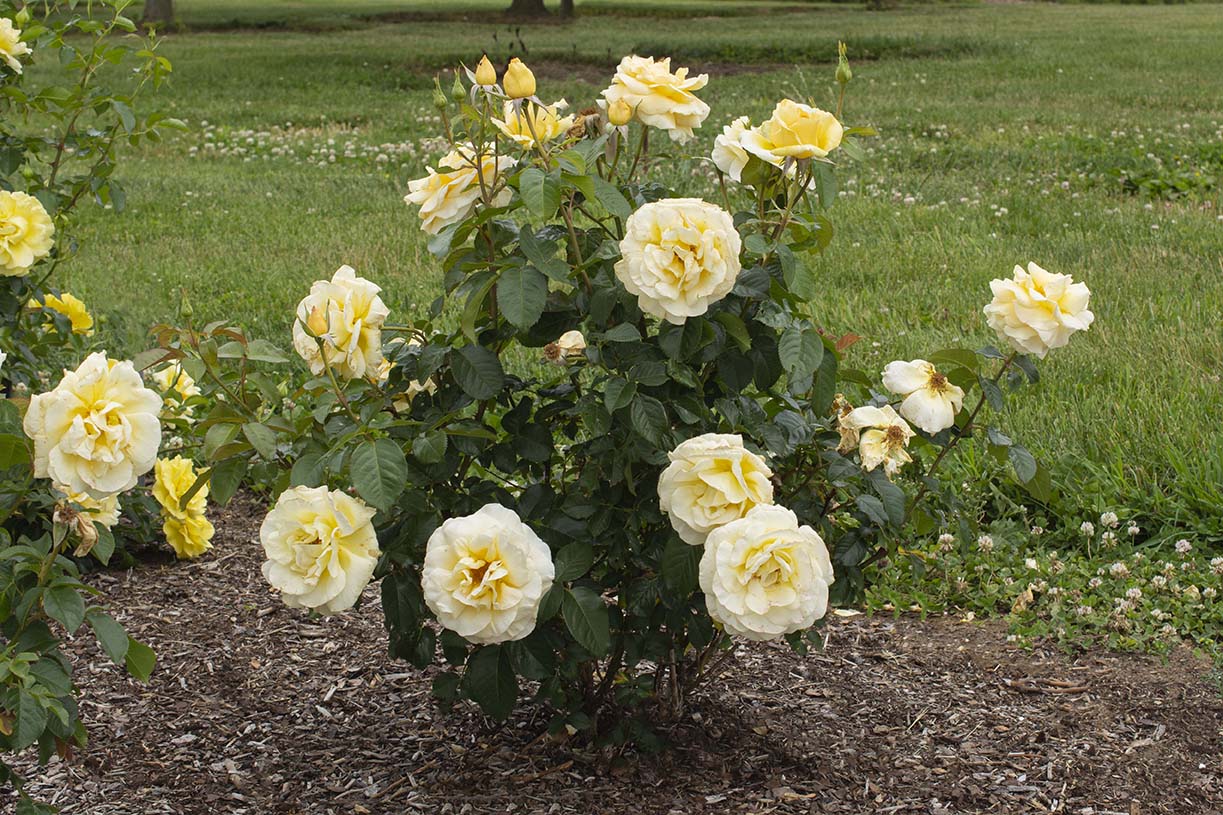 Sunshine Daydream™ - Star Roses and Plants - Image 2
