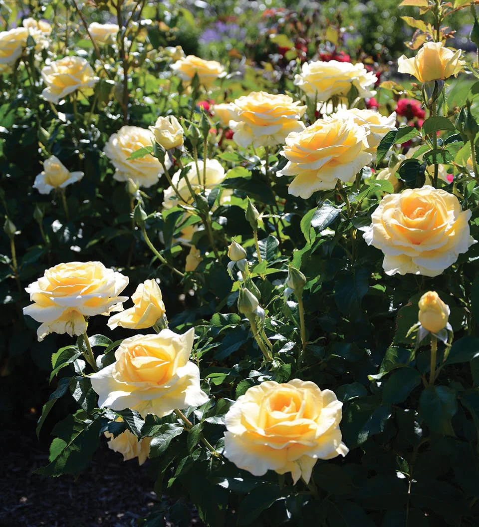 Sunshine Daydream™ - Star Roses and Plants - Image 3