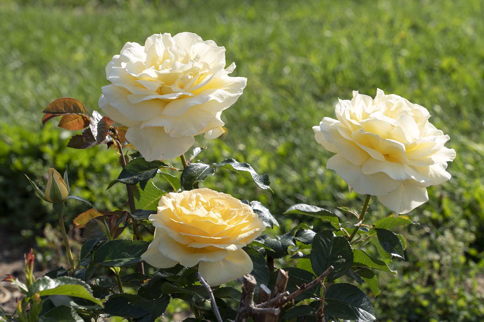 Sunshine Daydream™ - Star Roses and Plants - Image 4