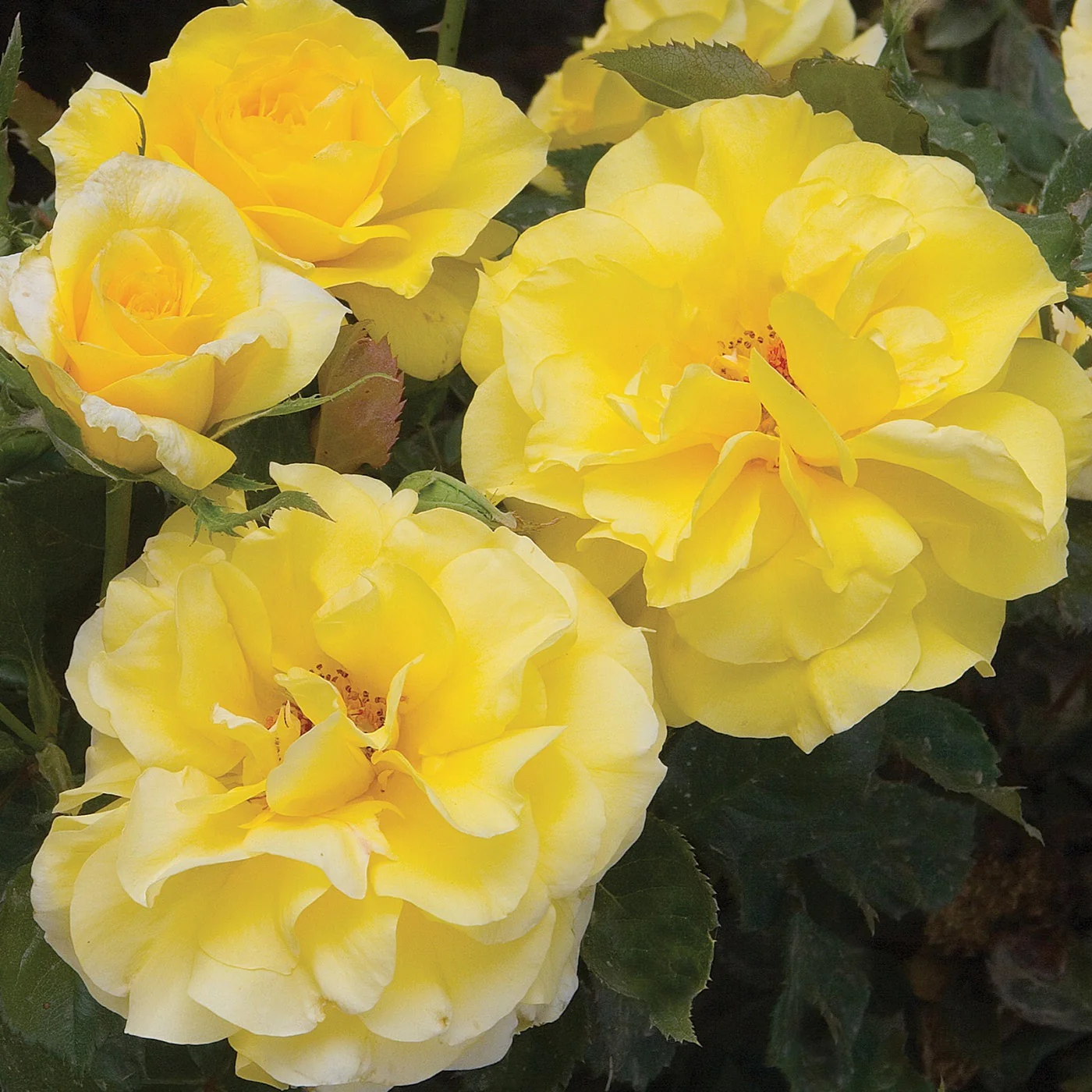 Sunsprite - Kordes® Roses