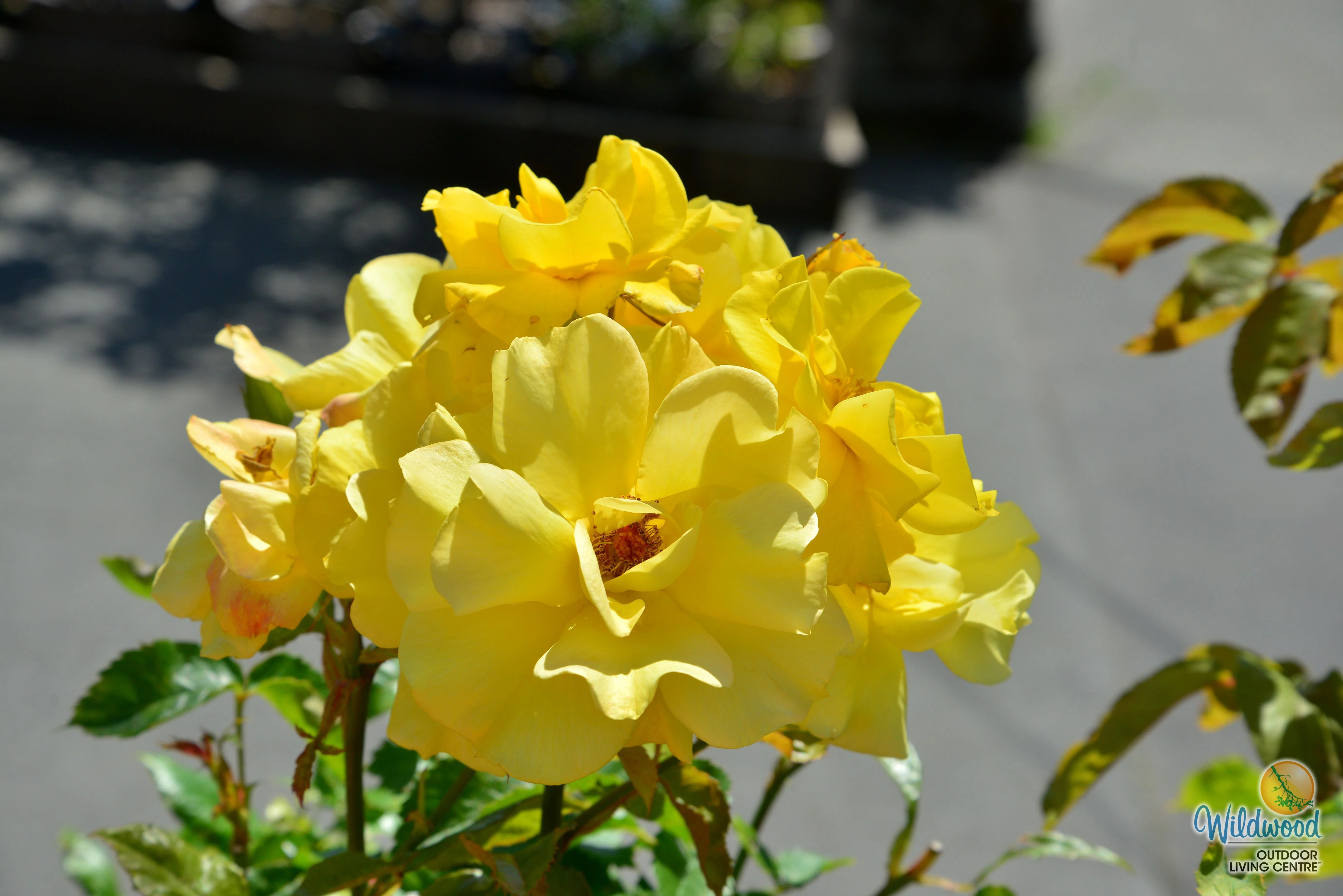 Sunsprite - Kordes® Roses - Image 2