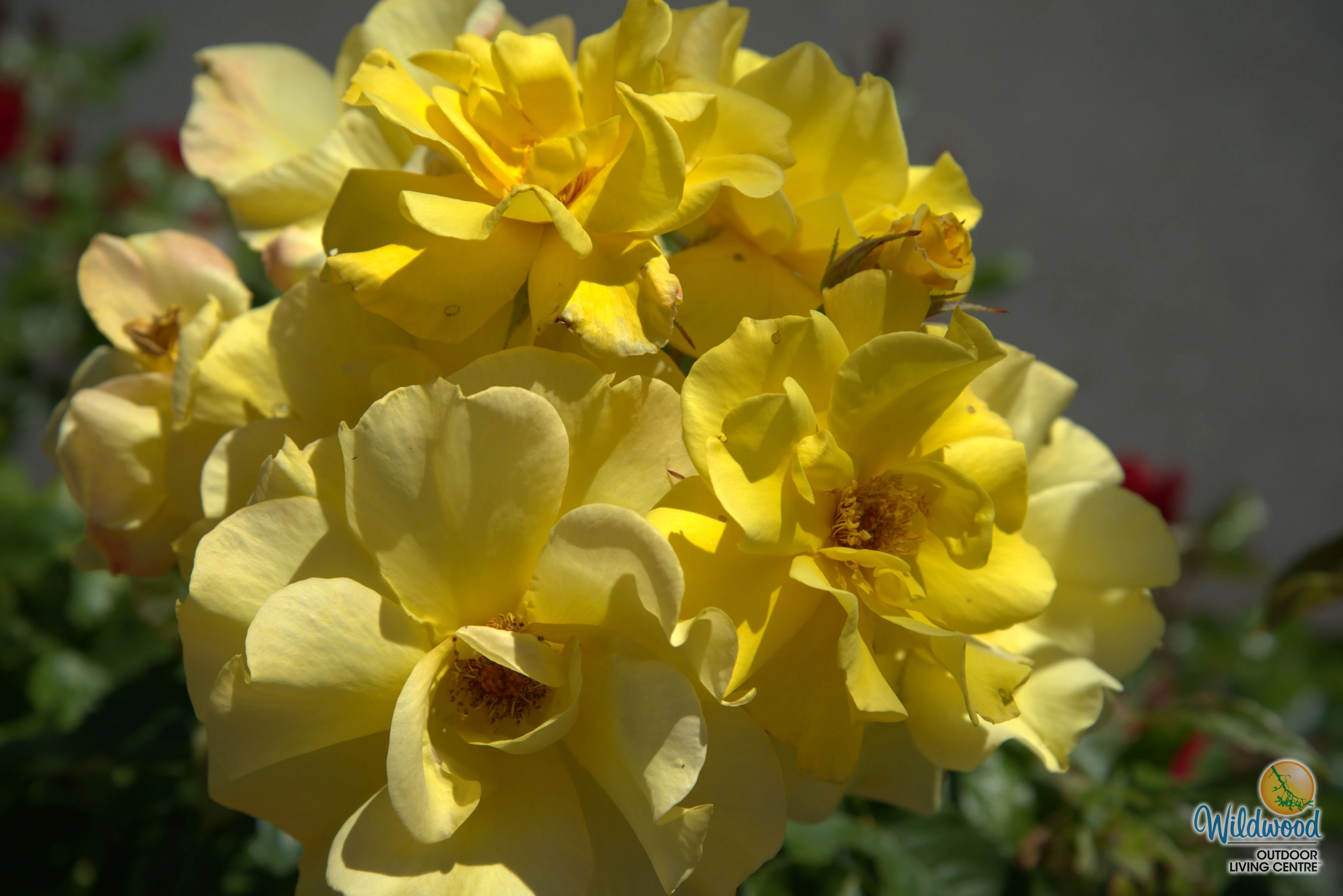 Sunsprite - Kordes® Roses - Image 3