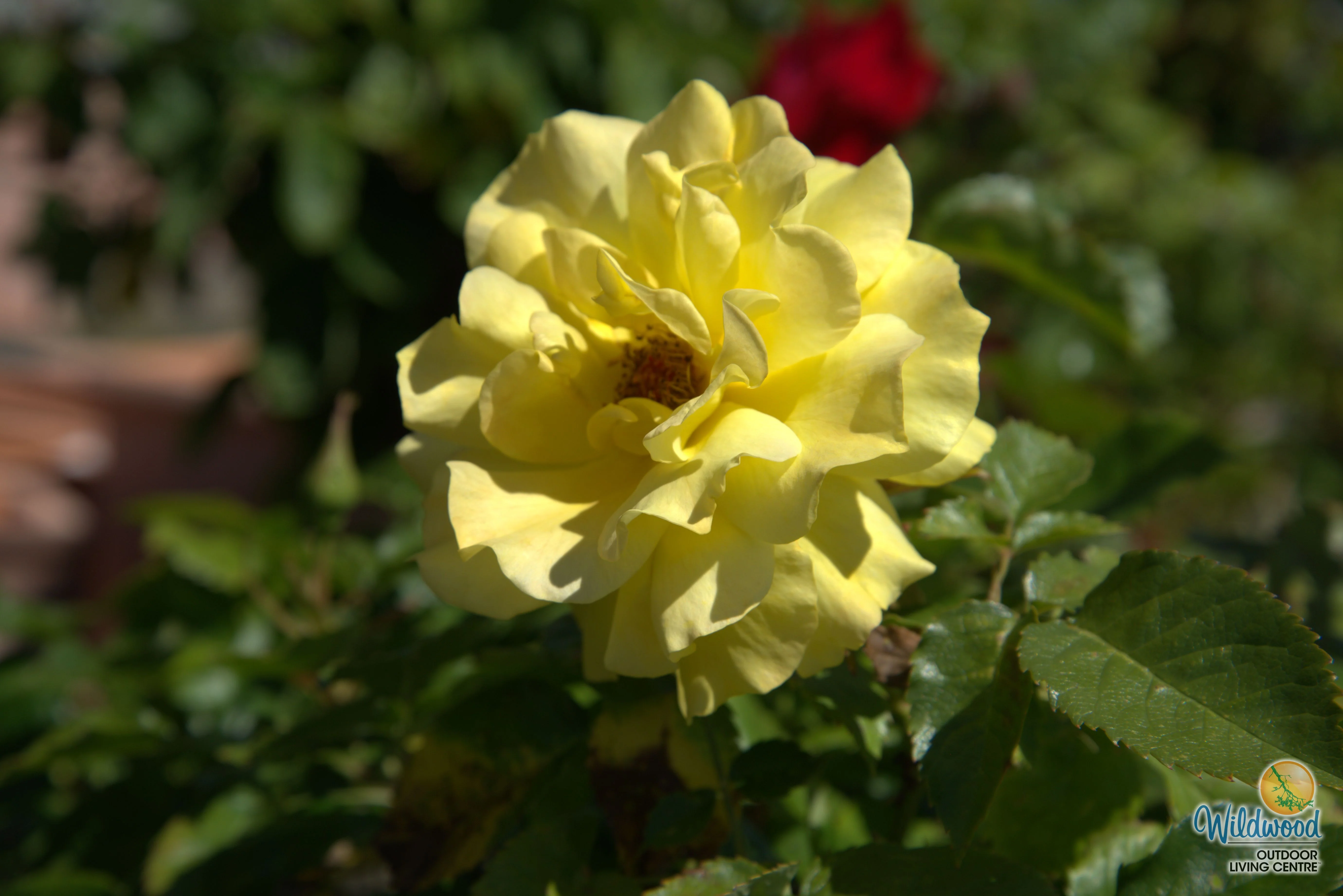 Sunsprite - Kordes® Roses - Image 4