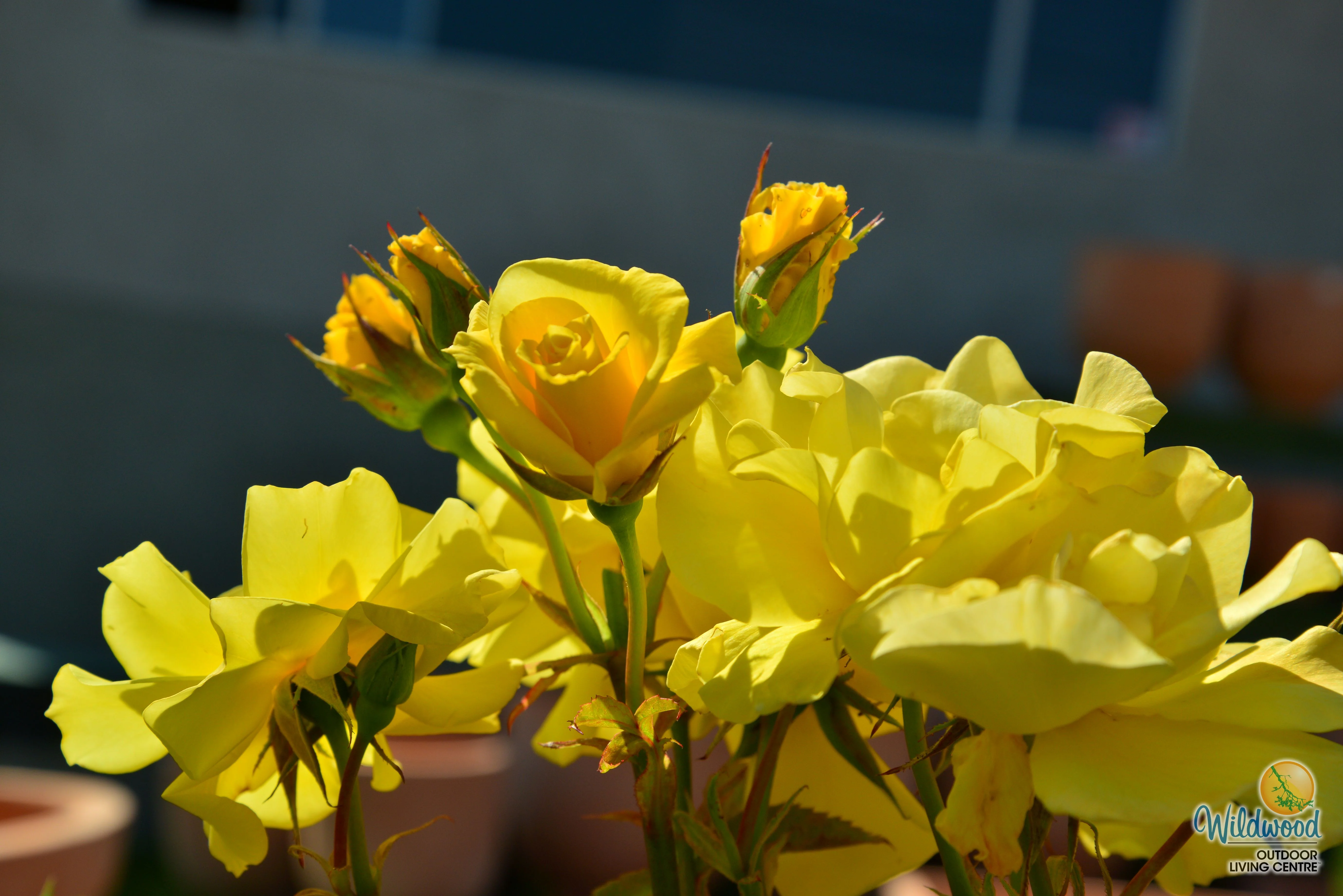 Sunsprite - Kordes® Roses - Image 5