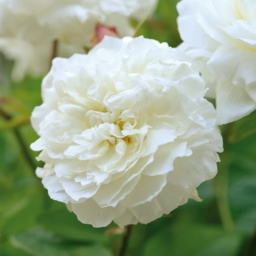 Susan Williams-Ellis - David Austin Rose