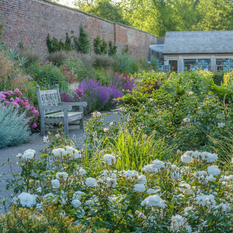 Susan Williams-Ellis - David Austin Rose - Image 3