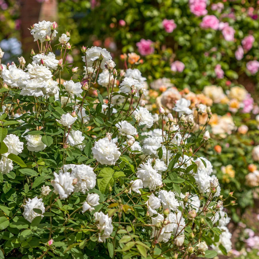 Susan Williams-Ellis - David Austin Rose - Image 4