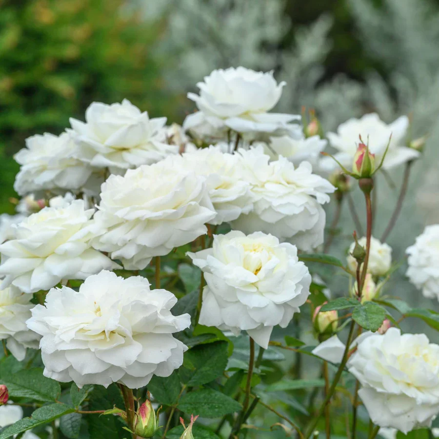 Susan Williams-Ellis - David Austin Rose - Image 5