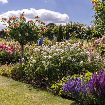 Susan Williams-Ellis - David Austin Rose - Image 6