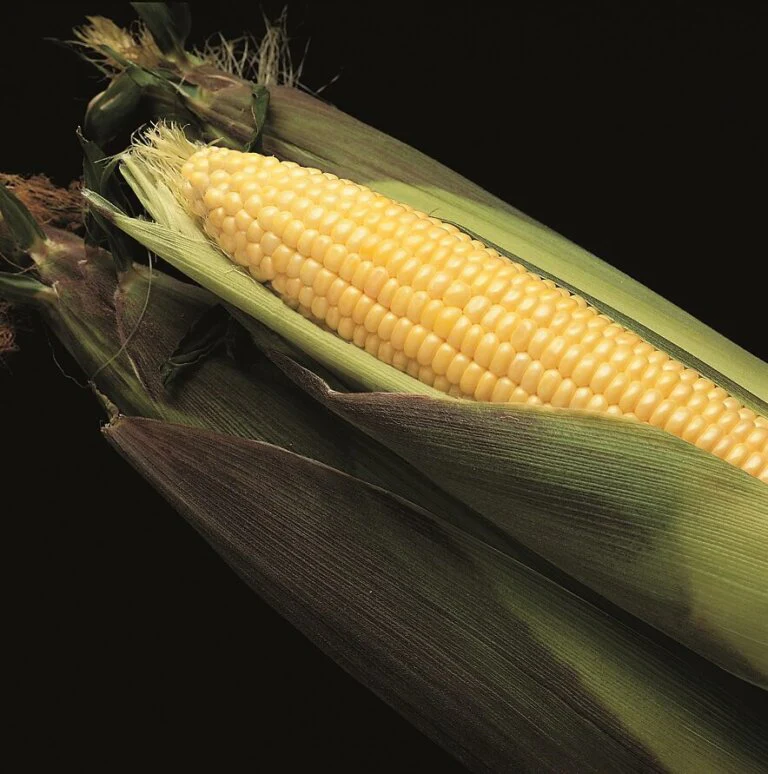 Sweet Corn Bodacious Jumbo - Ontario Seed Company - Image 2