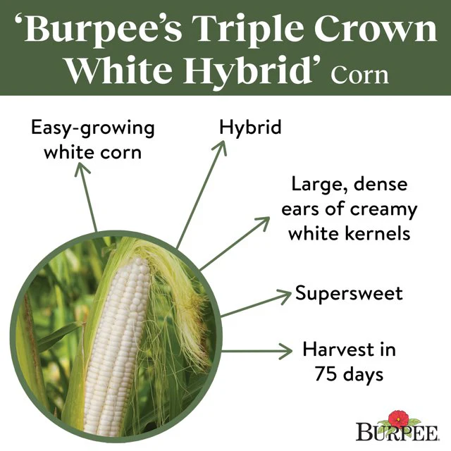 Sweet Corn Burpee's Triple Crown White Hybrid - Burpee Seeds - Image 2