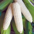 Sweet Corn Burpee's Triple Crown White Hybrid - Burpee Seeds - Image 5