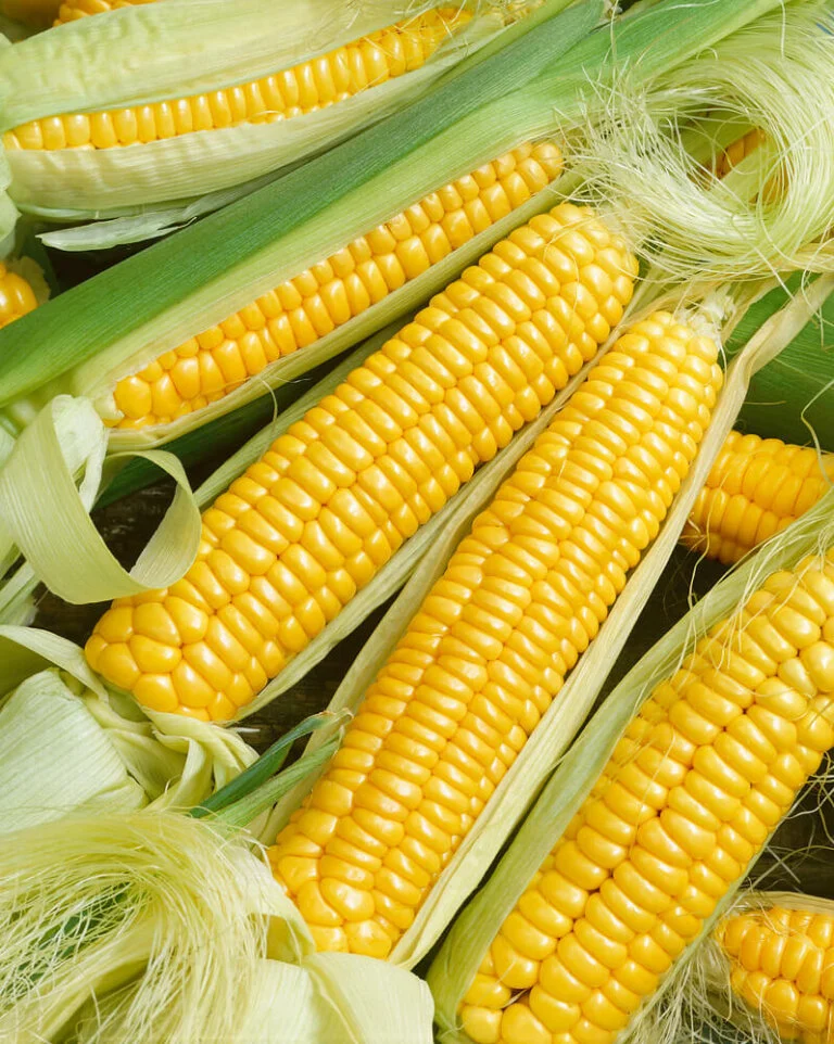 Sweet Corn Golden Bantam Large - Ontario Seed Company