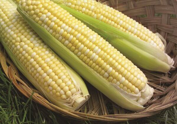 Sweet Corn Honey & Cream Large - Ontario Seed Company