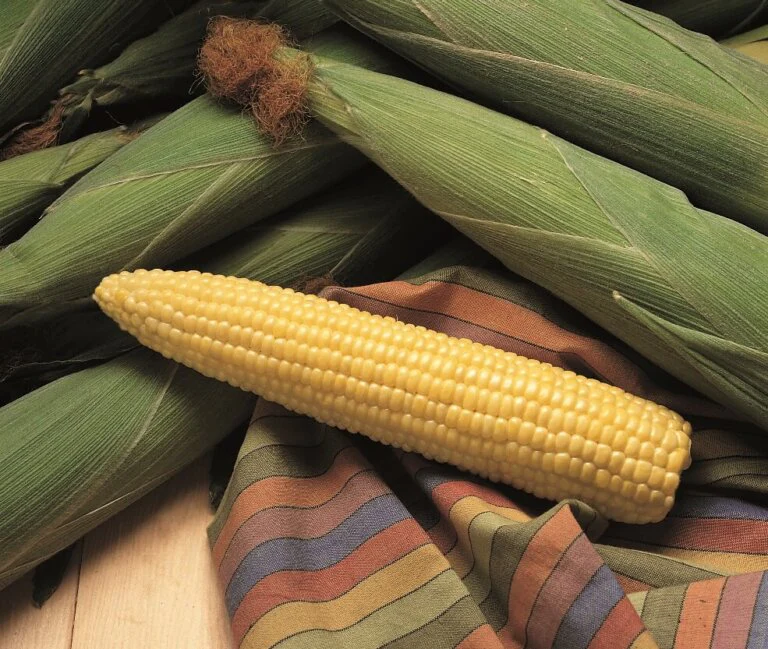Sweet Corn Honey Select Large - Ontario Seed Company